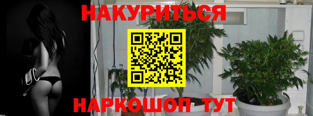Бошки Шишки планчик Димитровград
